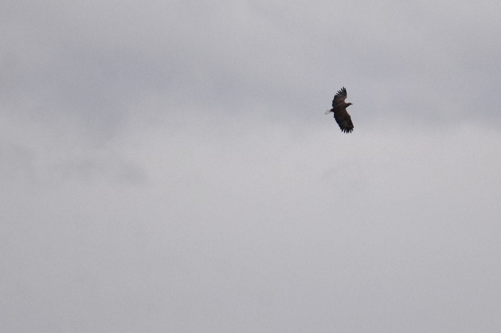 Merikotka liitää Melkin päällä