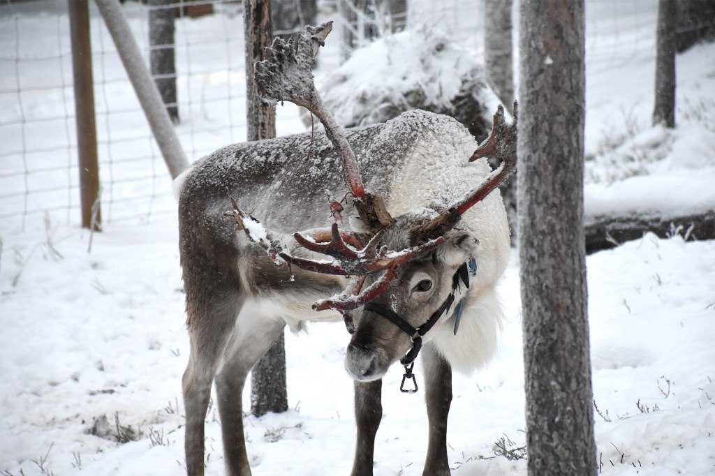 Poro Nova Skyland Hotelin pihalla