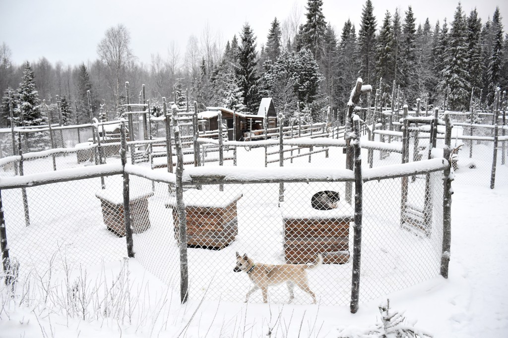 Shaman Huskies -koirien aitaukset