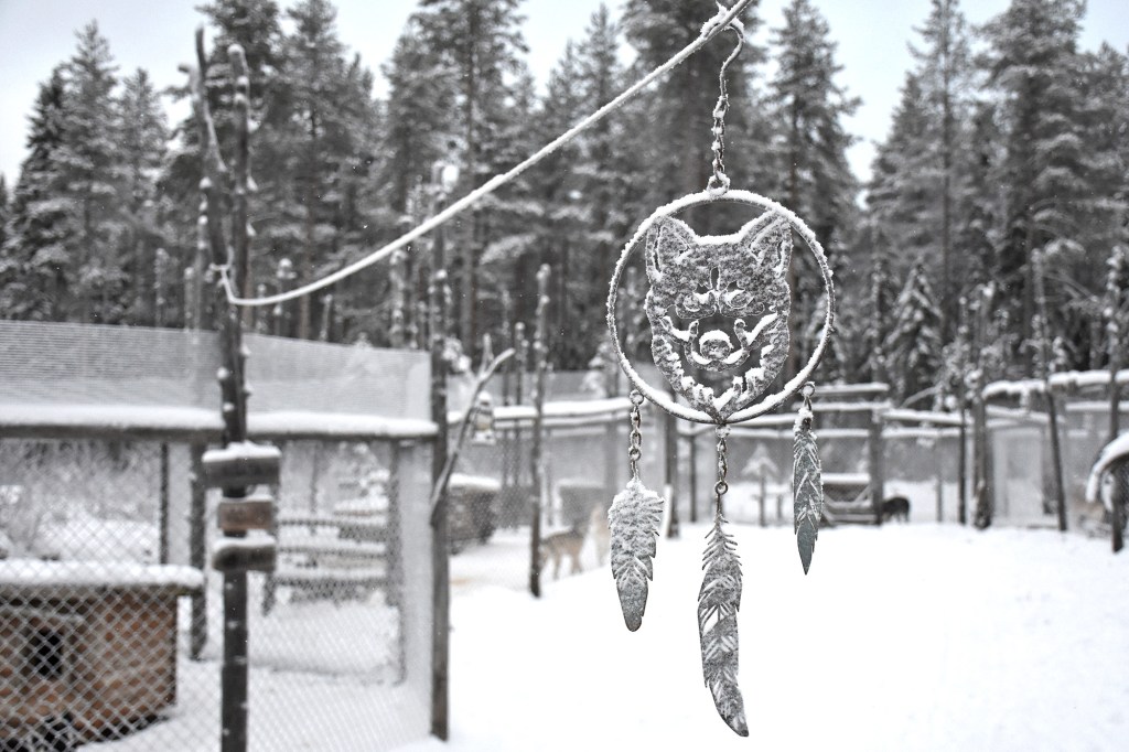 Koriste Shaman Huskies -kennelissä