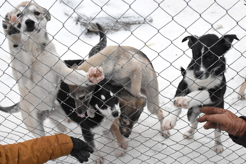 Shaman Huskies -pennut vauhdissa