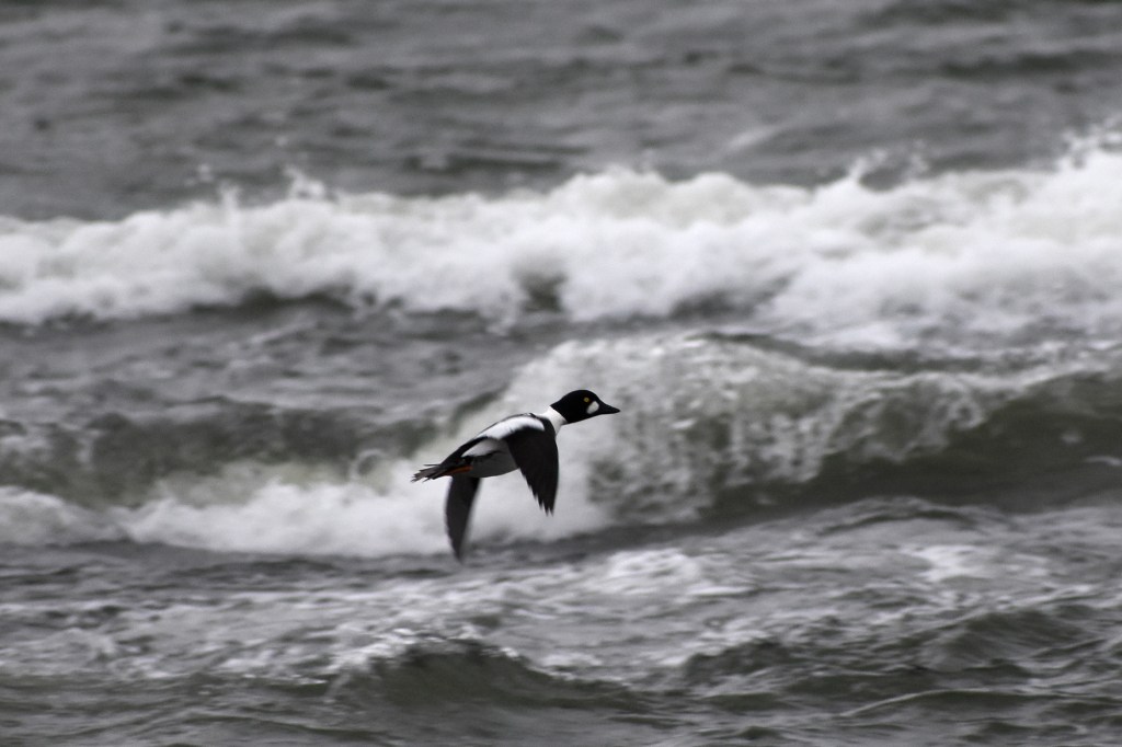 Telkkä lentää syysmyrskyssä