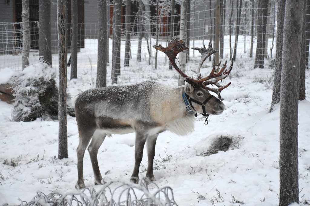 Poro Nova Skyland Hotelin pihalla