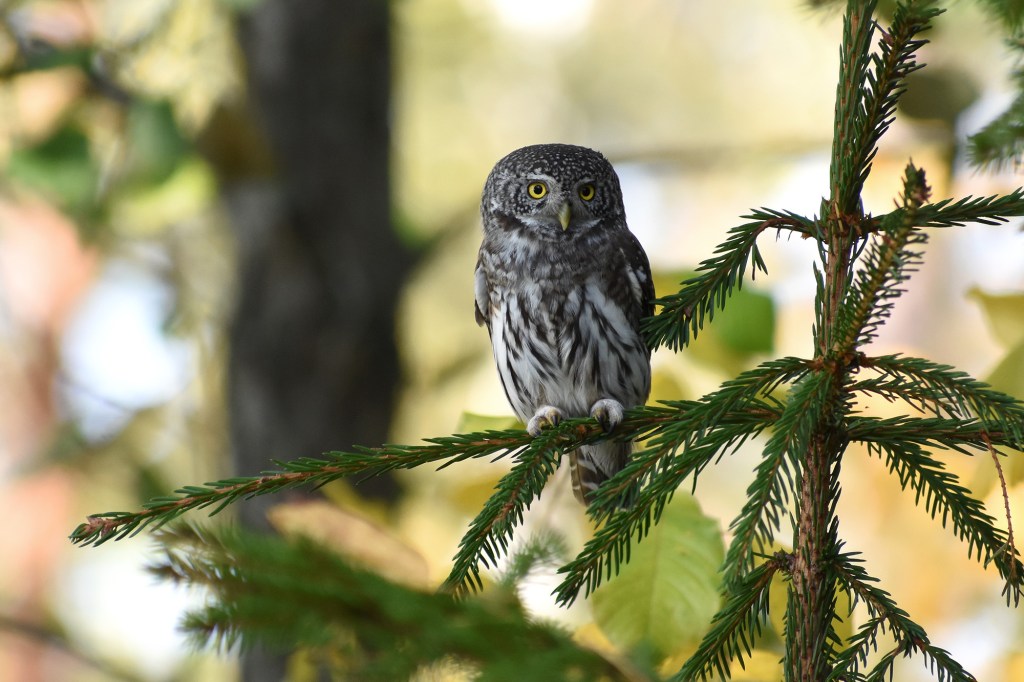 Varpuspöllö mökkipihalla