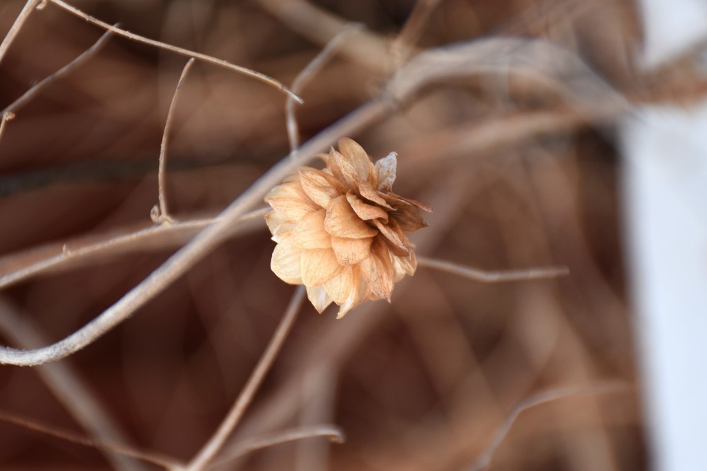 Humalan kukinto Haapalan pihalla