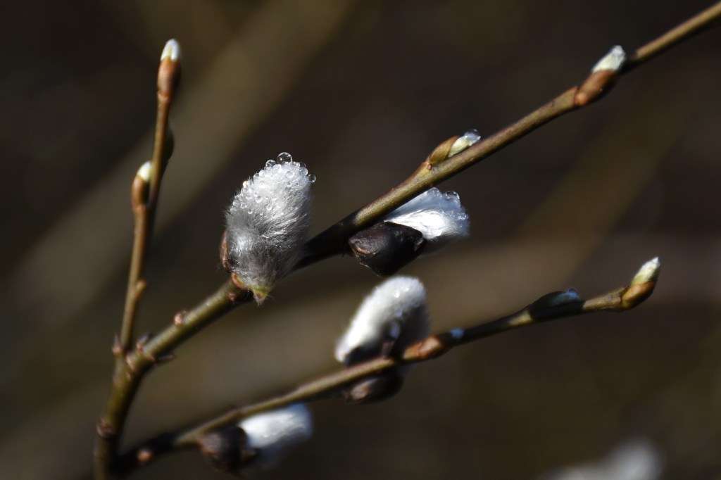 Pajunkissoja Nupurin luontopolulla