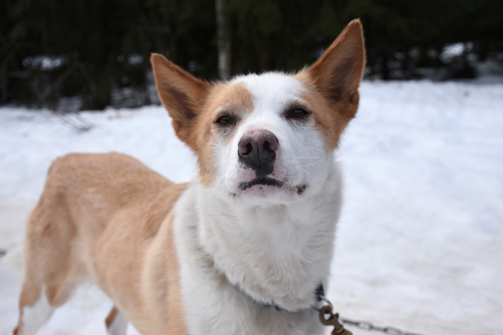Utelias katse Vuokatti Safaris -huskyllä