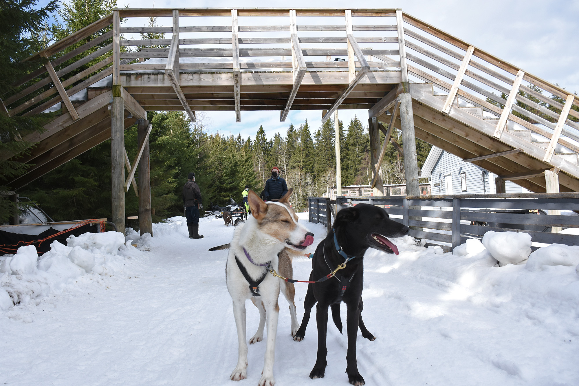 Vuokatti Safaris huskyohjastus