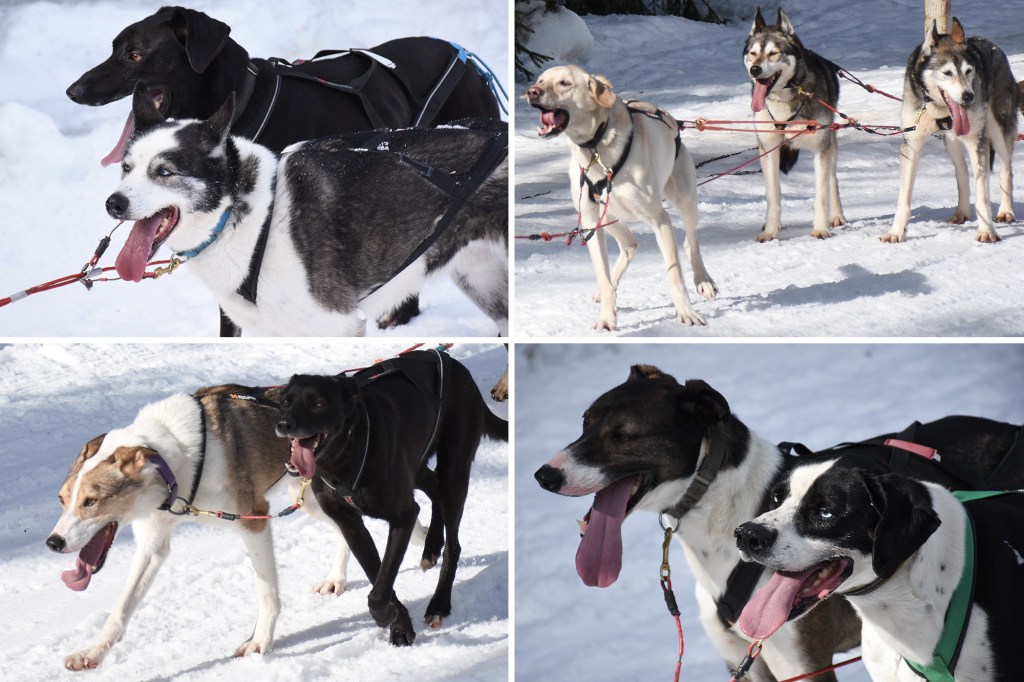 Vuokatti Safaris huskyt vauhdissa