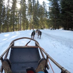 Vauhdikas huskyajelu Vuokatti Safaris -huskytarhalla