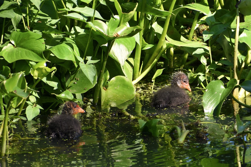 Liejukanan poikaset - Suomenojan lintualtaat