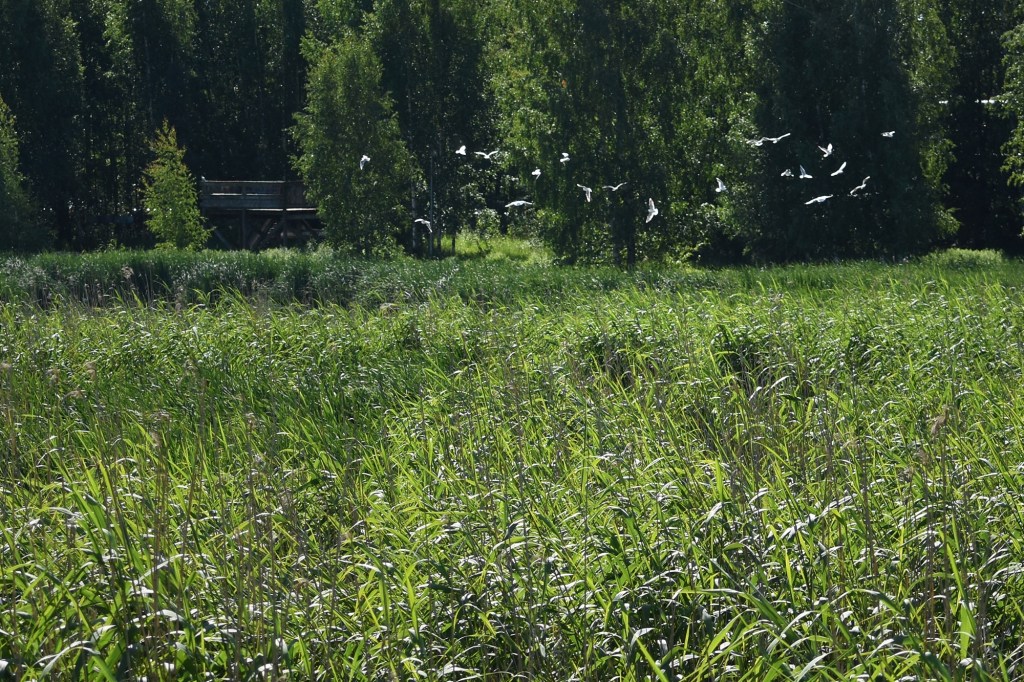 Naurulokkien joukkio - Suomenojan lintualtaat