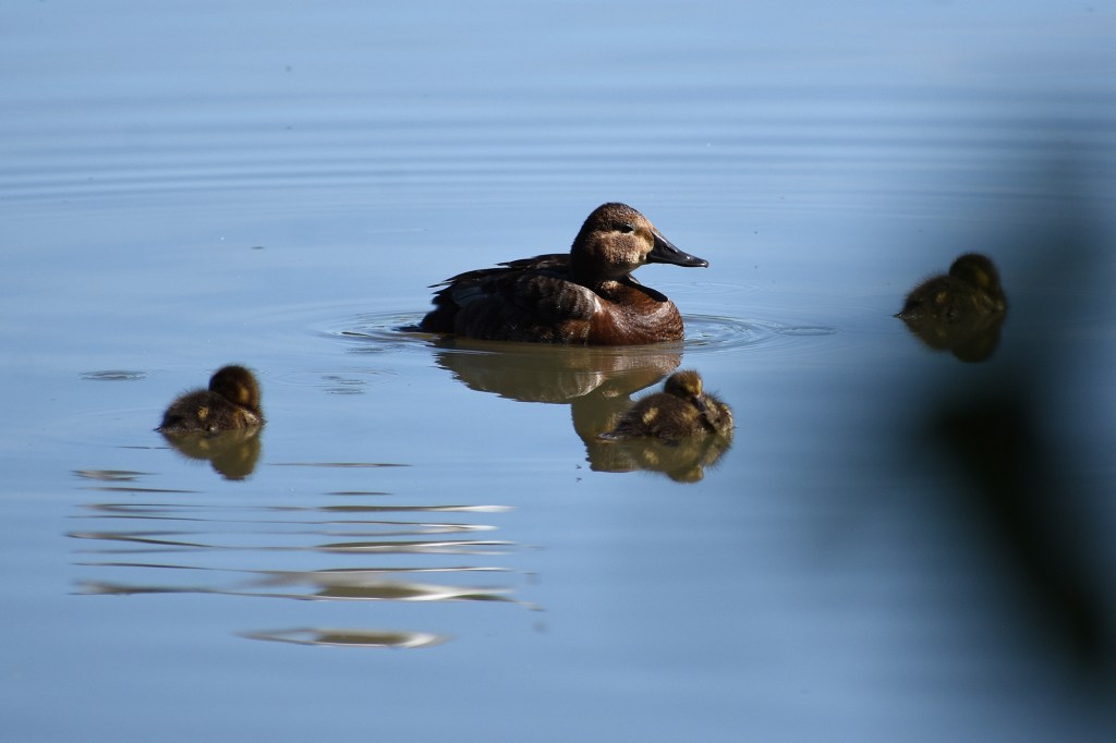Punasotkaperhe köllöttelemässä Suomenojan lintualtailla