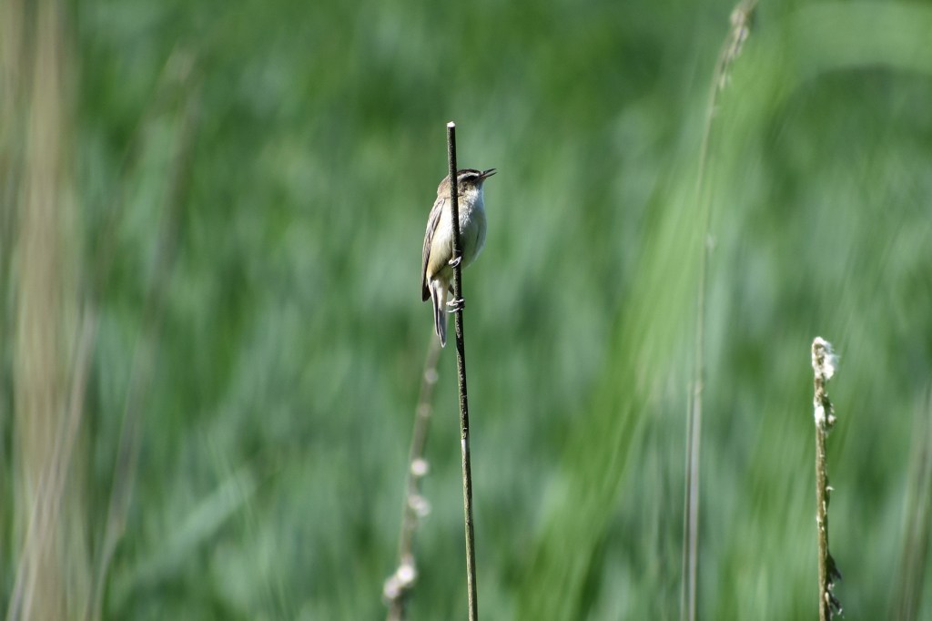 Ruokokerttunen - Suomenojan lintualtaat