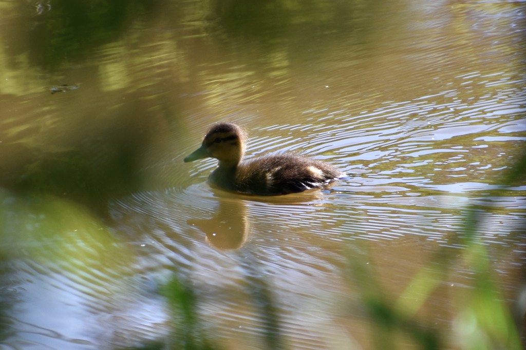 Sorsanpoikanen uimaretkellä