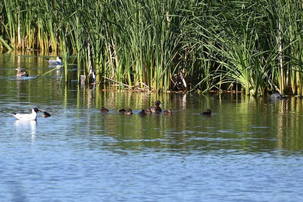 Tukkasotkaperheen aamu-uinti