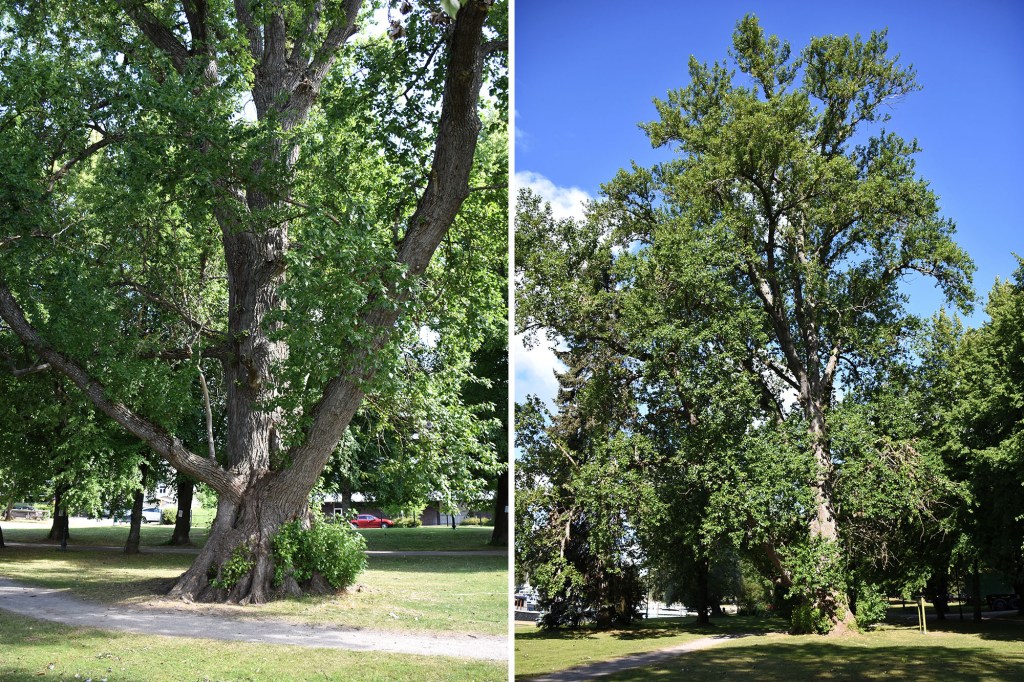 Heinolan Tsaarinpoppeli koko kauneudessaan