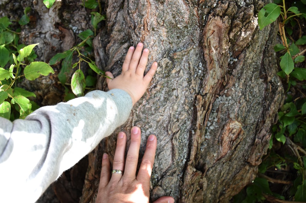 Heinolan Tsaarinpoppelin pinnan kokeilua