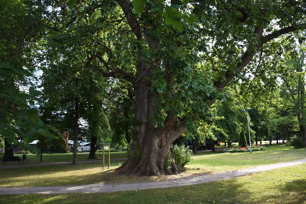 Heinolan Tsaarinpoppeli - Suomen suurin puu
