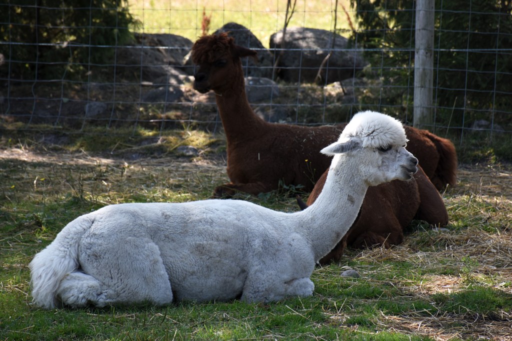 Alpakoita Kilkkilän farmilla