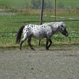 Koko perheen retki Kilkkilän farmin kotieläintilalle