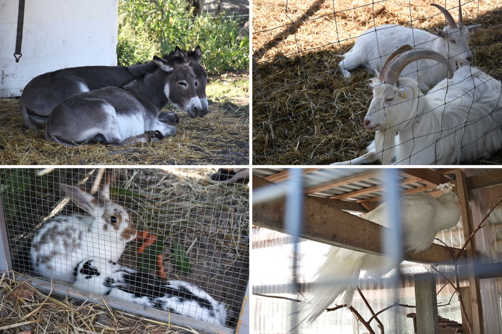 Kilkkilän farmin eläimiä