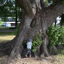 Suomen suurimman puun jäljillä Heinolassa