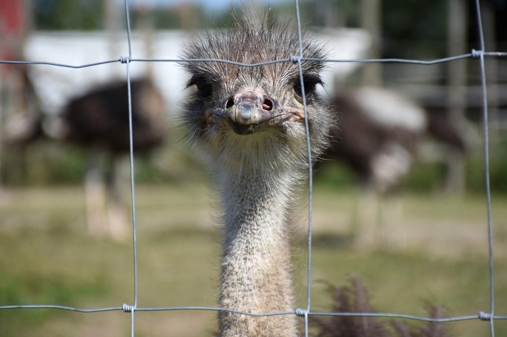 Strutsin tuima tuijotus