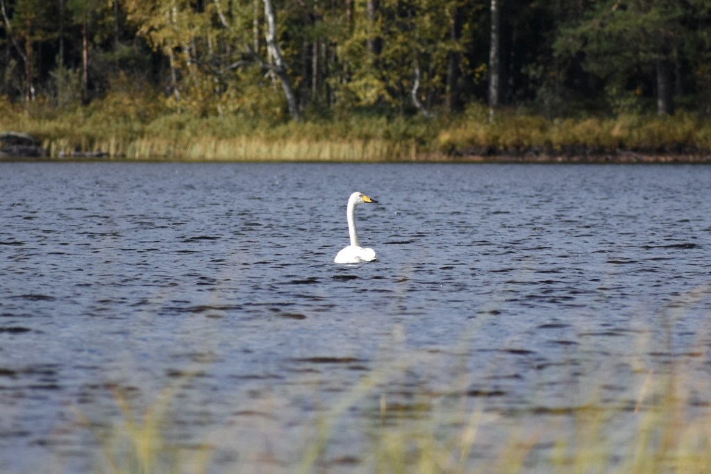 Laulujoutsen syyskuussa mökkijärvellä