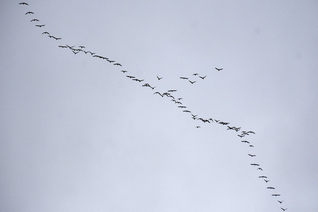 Lintujen syysmuuttoa syyskuun lopussa 2021