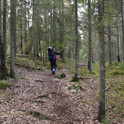 Espoon keskuspuiston Tikankierroksella kuljet ikivanhoilla metsäpoluilla