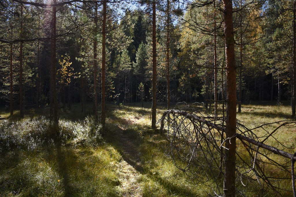 Sepon suo Tiirismaalla