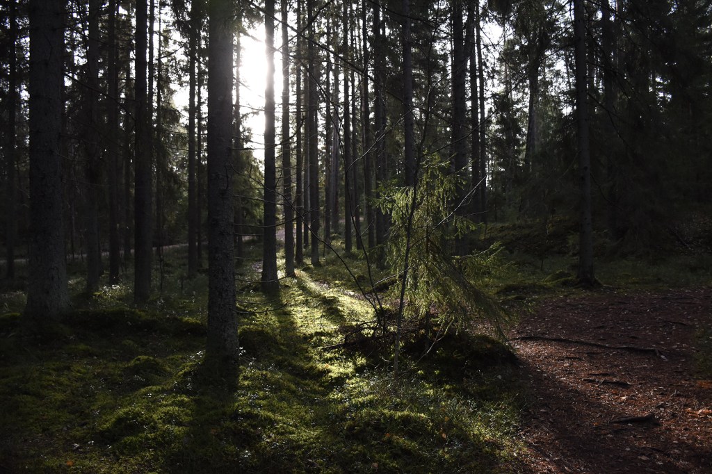 Kauniisti siivilöityvä valo Tikankierroksen reitillä