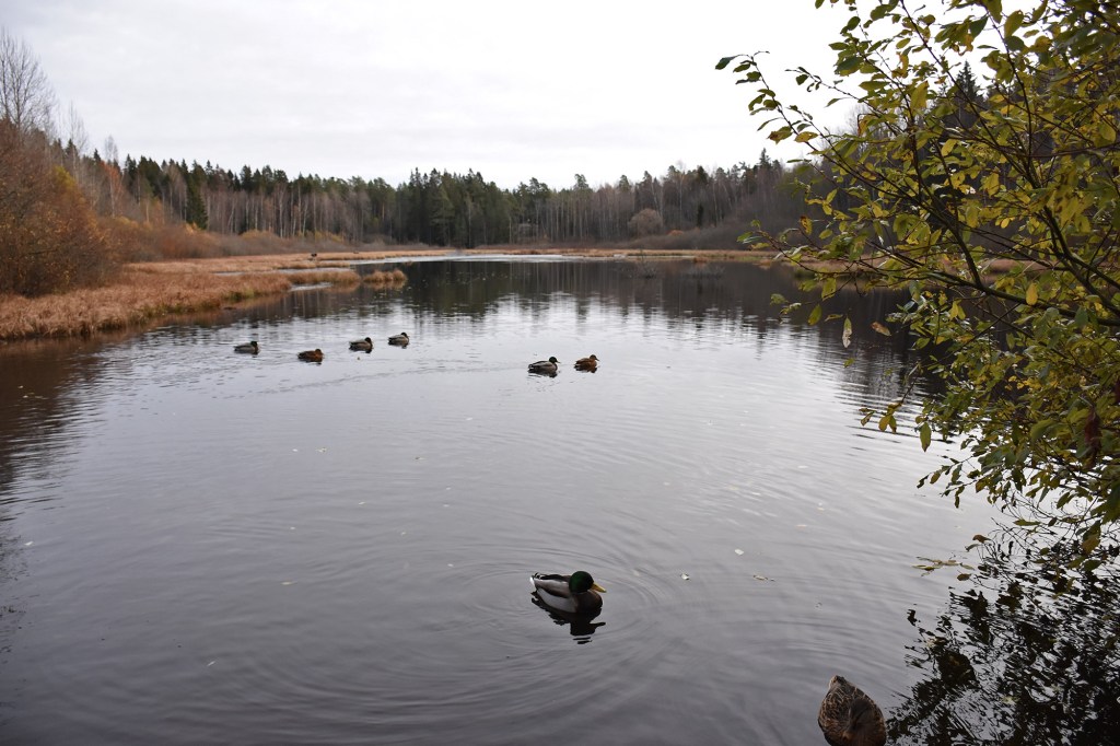 Mössenkärrin lampi Espoon keskuspuistossa