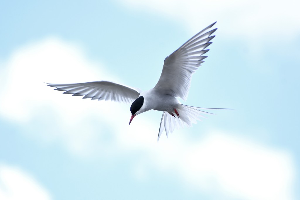 Kalatiira Töölönlahdella