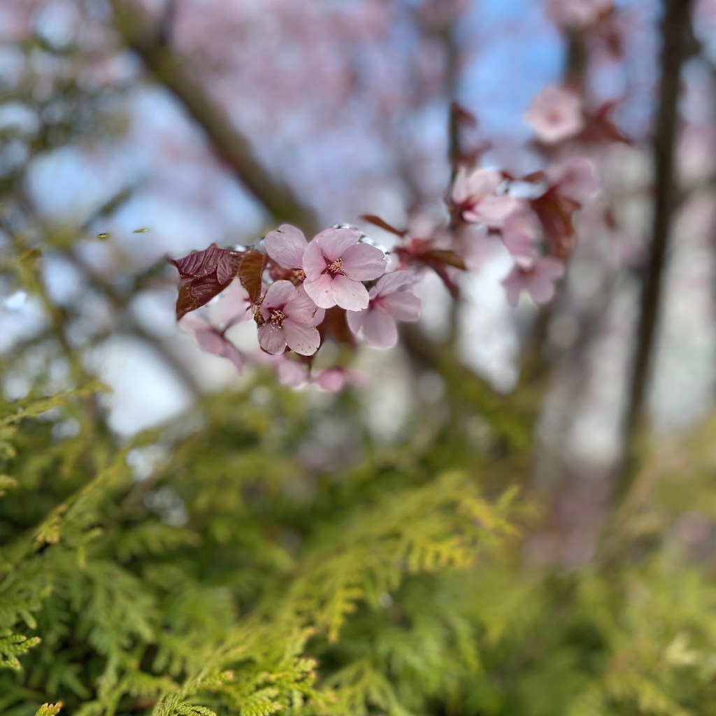 Kirsikkapuu kukkii keväällä 2022