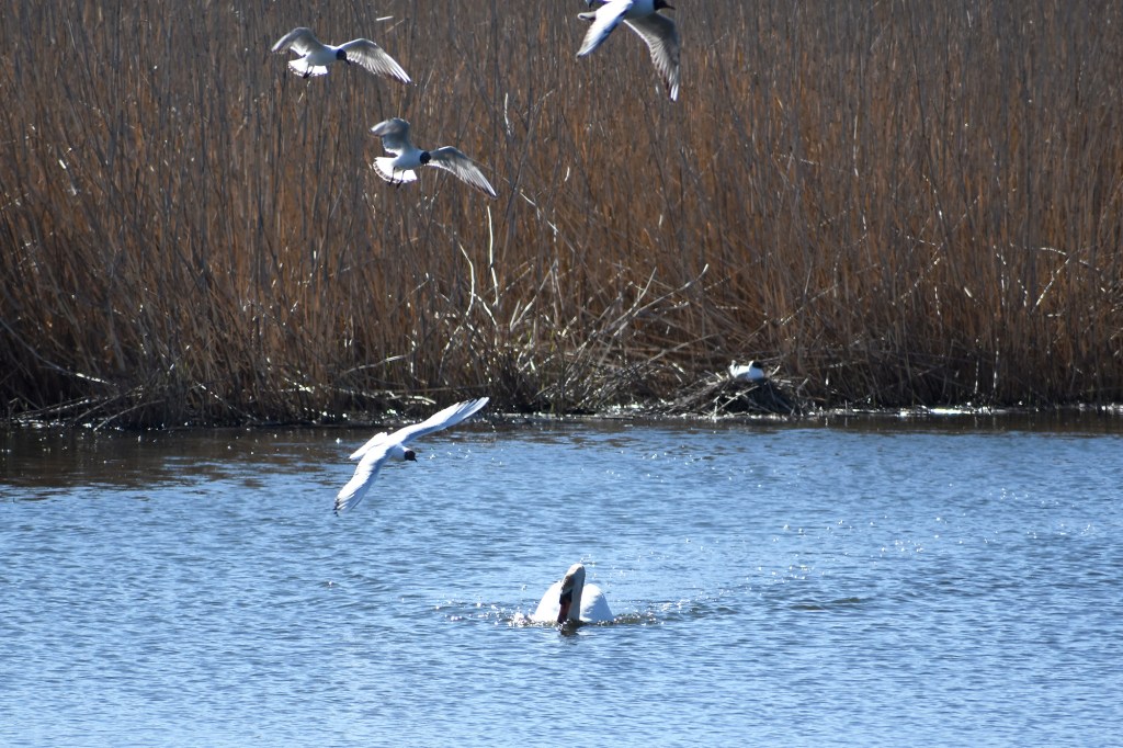 Naurulokit ja kyhmyjoutsen Suomenojan lintualtailla, kevät 2022