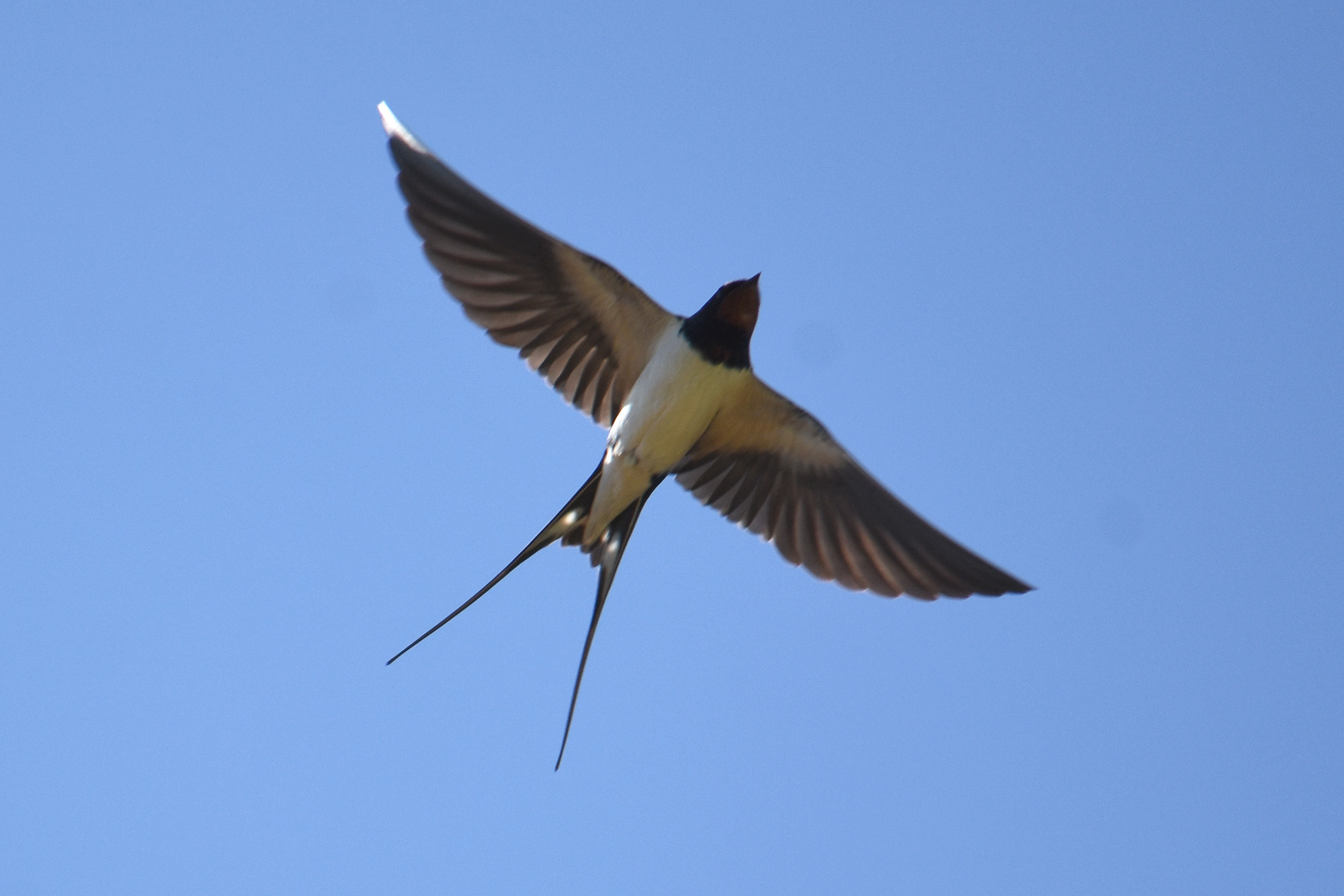 Haarapääsky Suomenojan lintualtailla, kevät 2022
