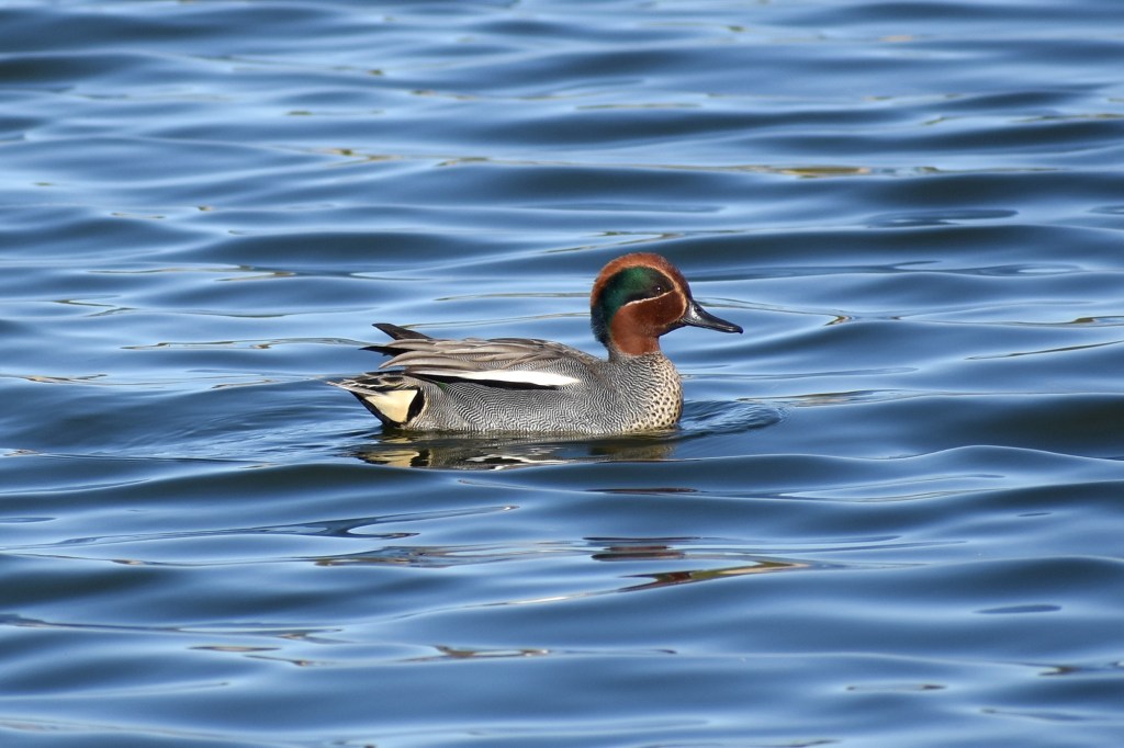 Tavi Suomenojan lintualtailla, kevät 2022