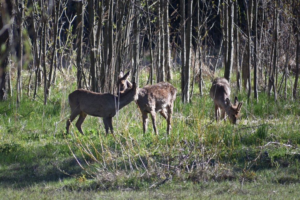 Valkohäntäpeuroja Suomenojan lintualtailla, kevät 2022
