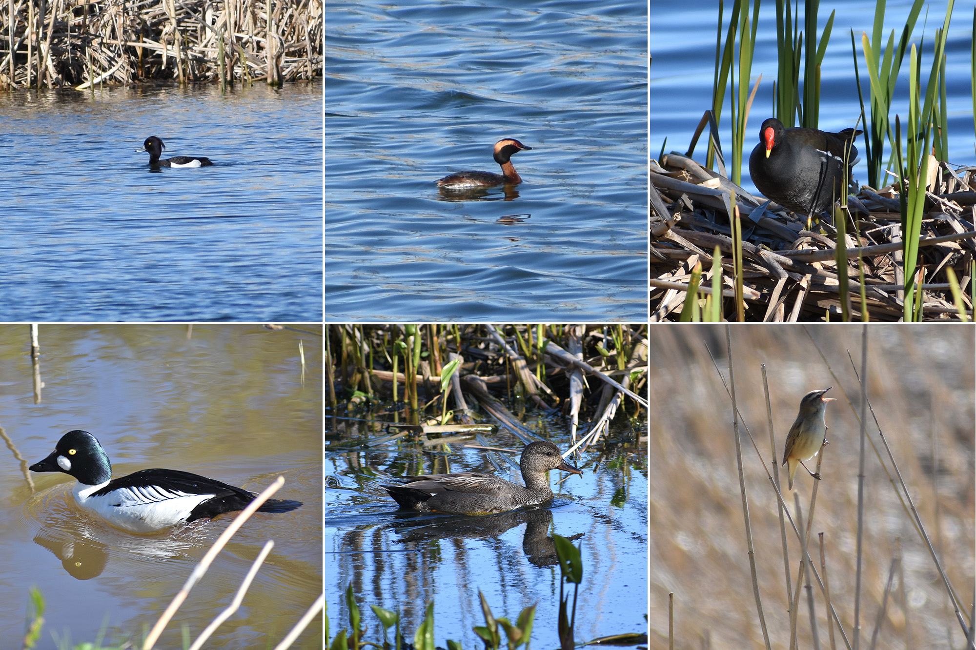 Kokoelma lintuja Suomenojan lintualtailla, kevät 2022