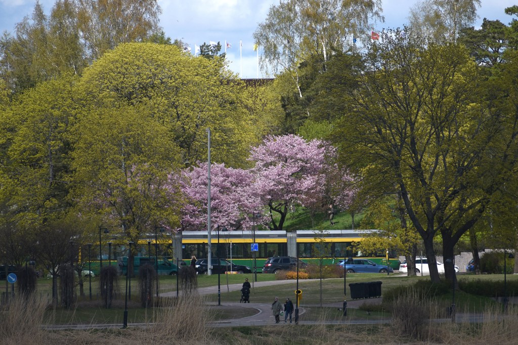 Töölönlahden kirsikkapuut ja ratikka