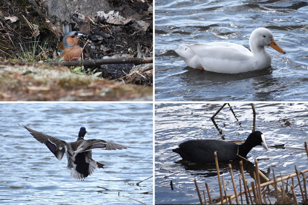 Töölönlahden lintuja