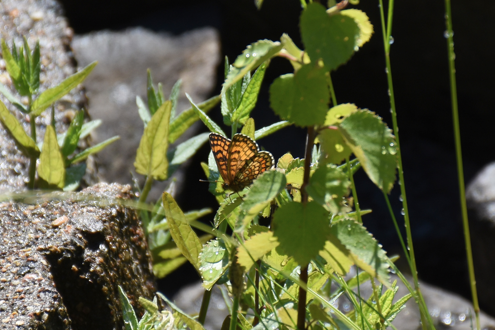 Angervohopeatäplä mökillä