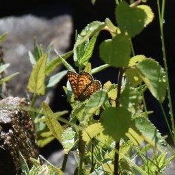 Kesäloman aloitus: hellepäiviä, suppailua ja luonnon tarkkailua