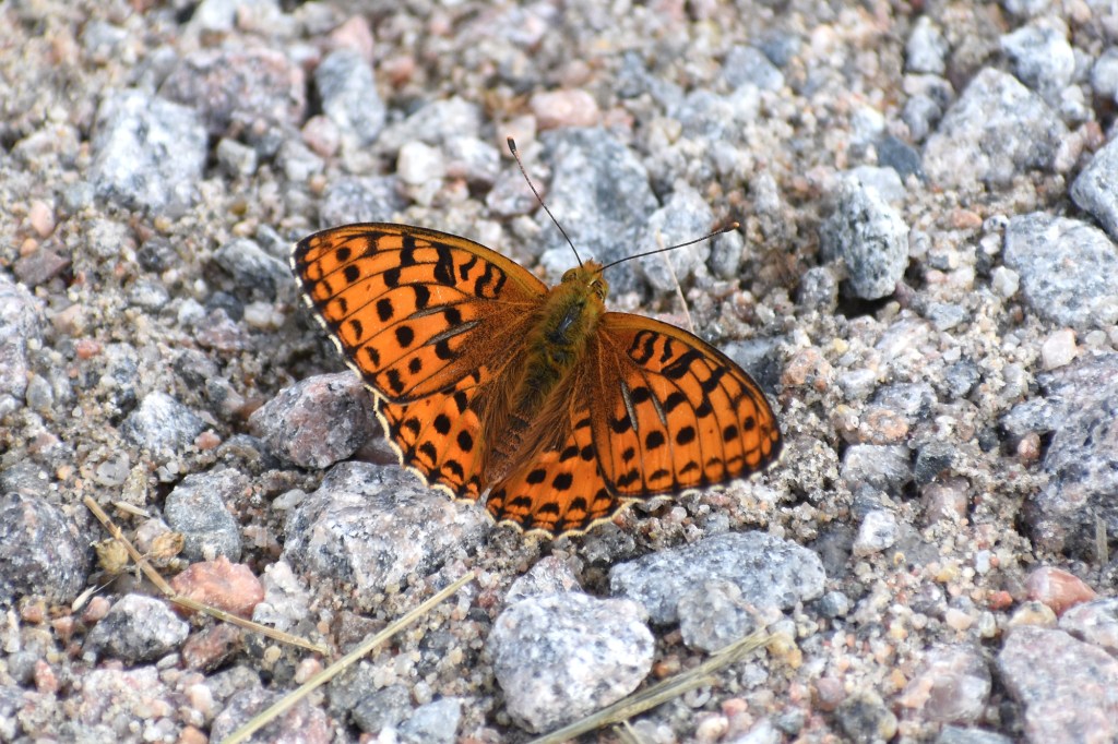 Ketohopeatäplä mökkitiellä