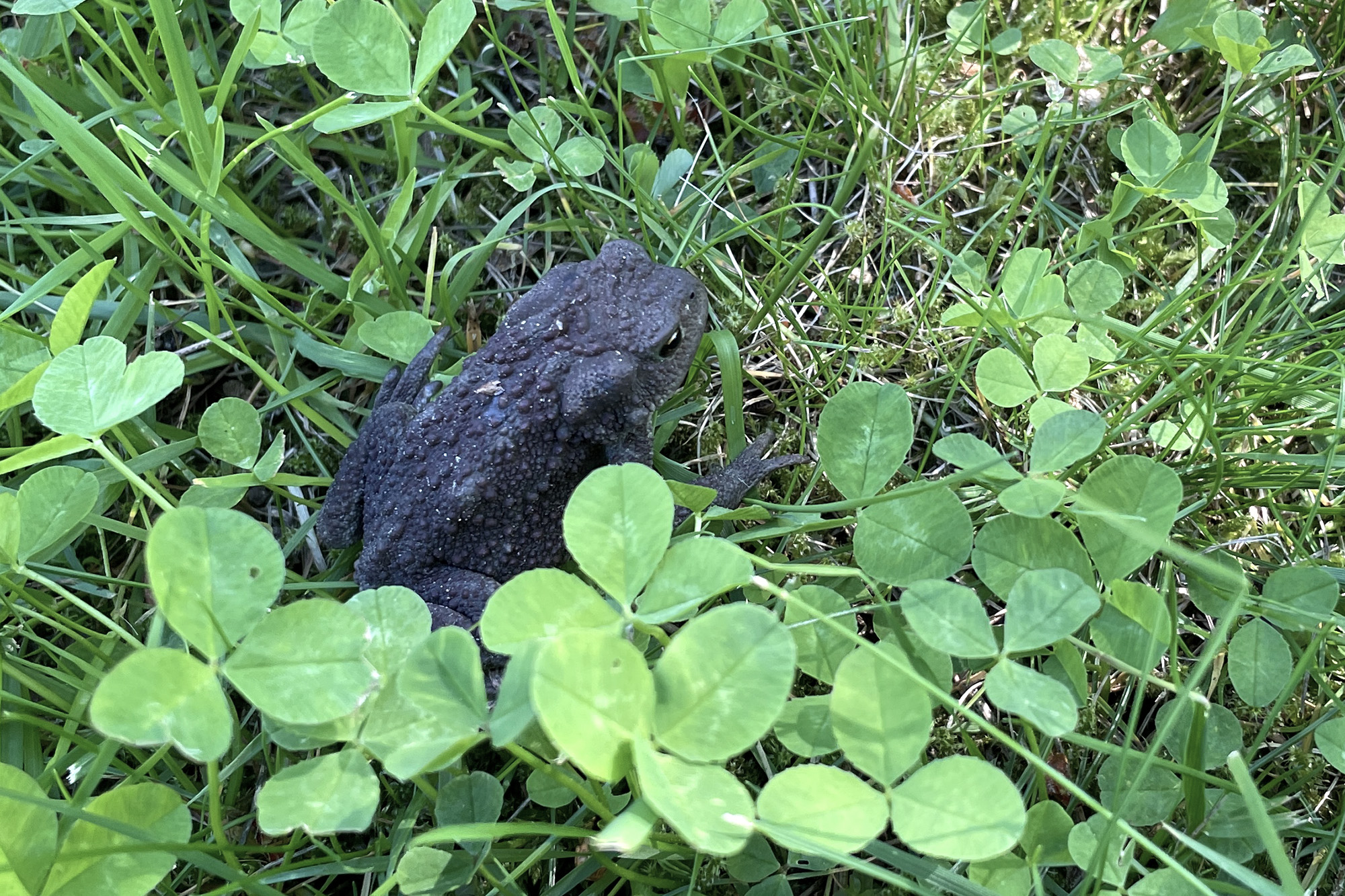 Komea rupisammakko mökin nurmikolla