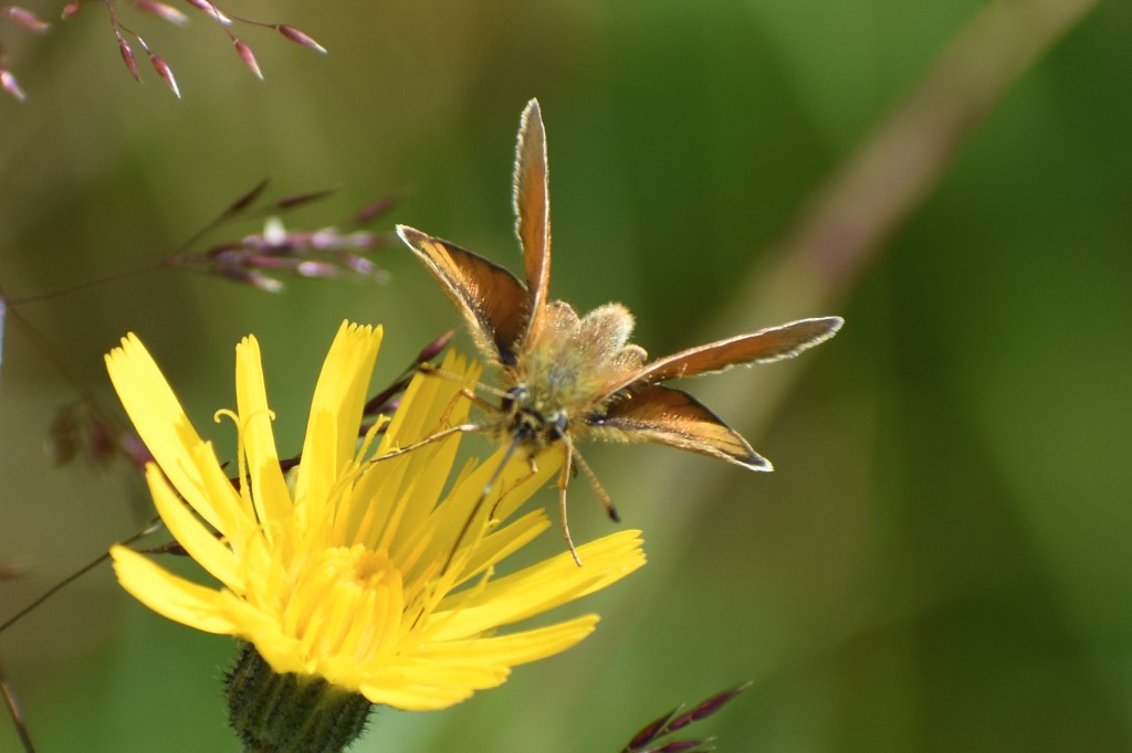 Lauhahiipijä ruokailemassa kukassa