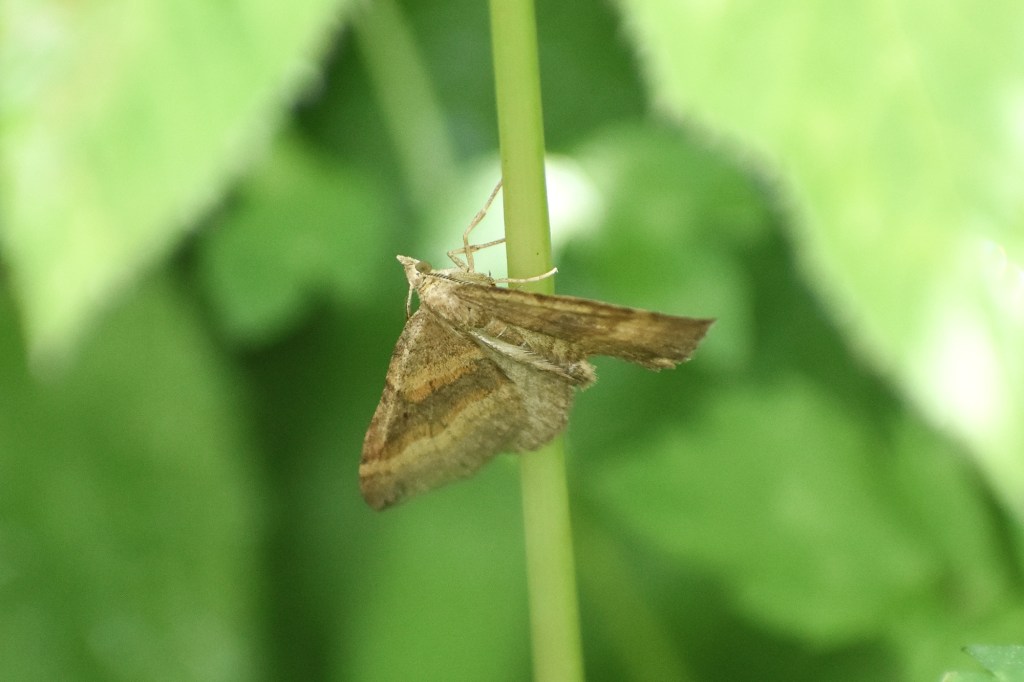 Pihamittari mökkipihalla