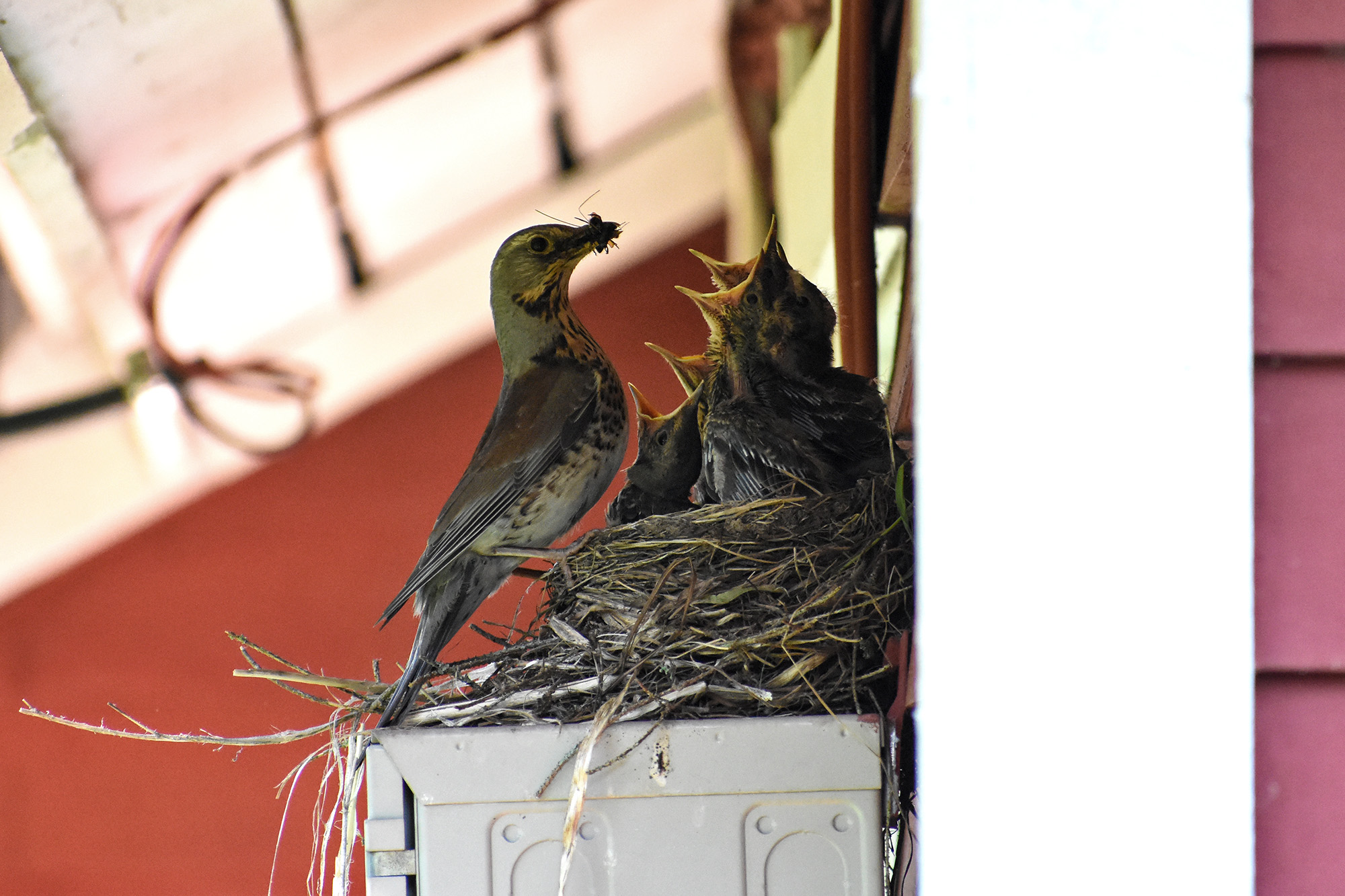 Räkättirastasemo ruokkii poikasiaan